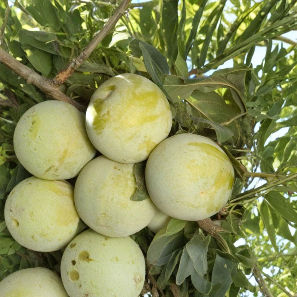 Pluot ‘Flavor Queen’ – Prunus salicina x armeniaca Live Fruit Tree | 2 Feet Tall | Ships in 3 Gallon Pot  Candy-Sweet Flavor | Green-Yellow Skin | Backyard Orchard Favorite