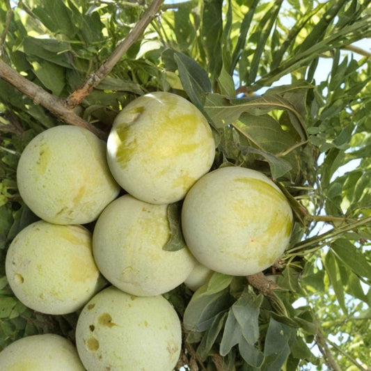 Pluot ‘Flavor Queen’ – Prunus salicina x armeniaca Live Fruit Tree | 2 Feet Tall | Ships in 3 Gallon Pot  Candy-Sweet Flavor | Green-Yellow Skin | Backyard Orchard Favorite