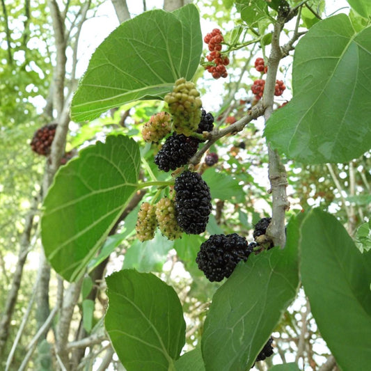 Mulberry ‘Black Beauty’ – Morus nigra Live Fruiting Tree | 2–3 Feet Tall | Includes Nursery Pot  Sweet Dark Berries | Fast Growing | Backyard Favorite