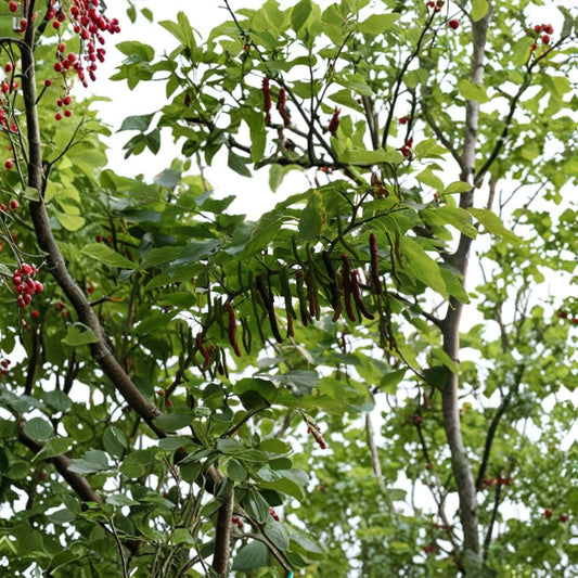 Pakistan Mulberry – Morus macroura Live Fruit Tree | 3–4 Feet Tall | Ships in 3 Gallon Pot  Extra Long Sweet Berries | Bigger Trunk Specimen | Fast Bearing Tree