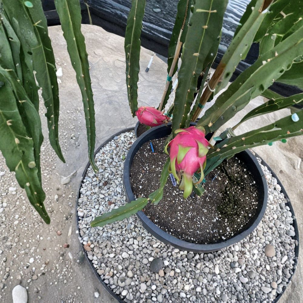 Dragon Fruit Cuttings Variety Pack – Hylocereus sp. | 10 Unrooted Cuttings | 8–10 Inches Long | 10 Different Pitaya Varieties | Exotic Fruit Collection
