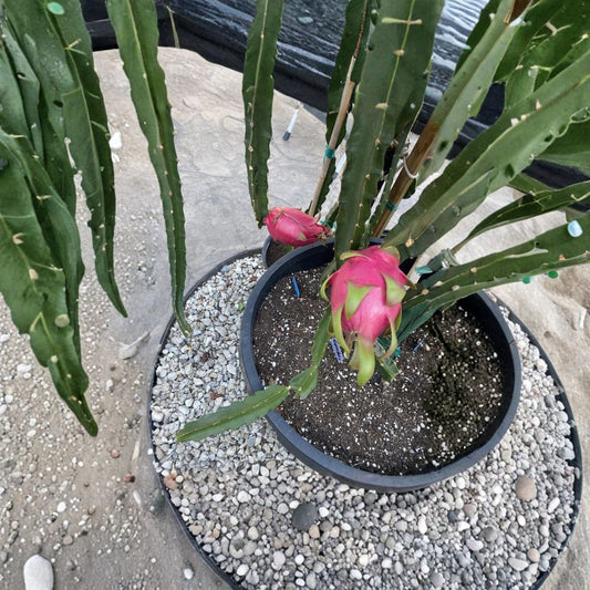 Dragon Fruit Cuttings Variety Pack – Hylocereus sp. | 10 Unrooted Cuttings | 8–10 Inches Long | 10 Different Pitaya Varieties | Exotic Fruit Collection