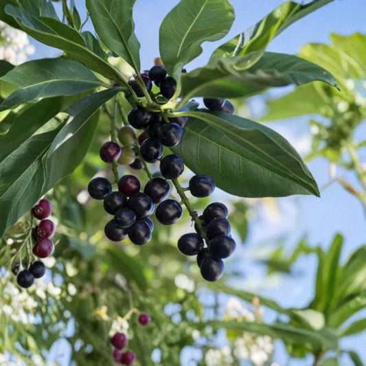Cherry Laurel Cuttings – 20 Unrooted 6–8 Inch Evergreen Hedge Plant | Privacy Shrub | Fast Growing Laurel Tree | Fresh Cuttings
