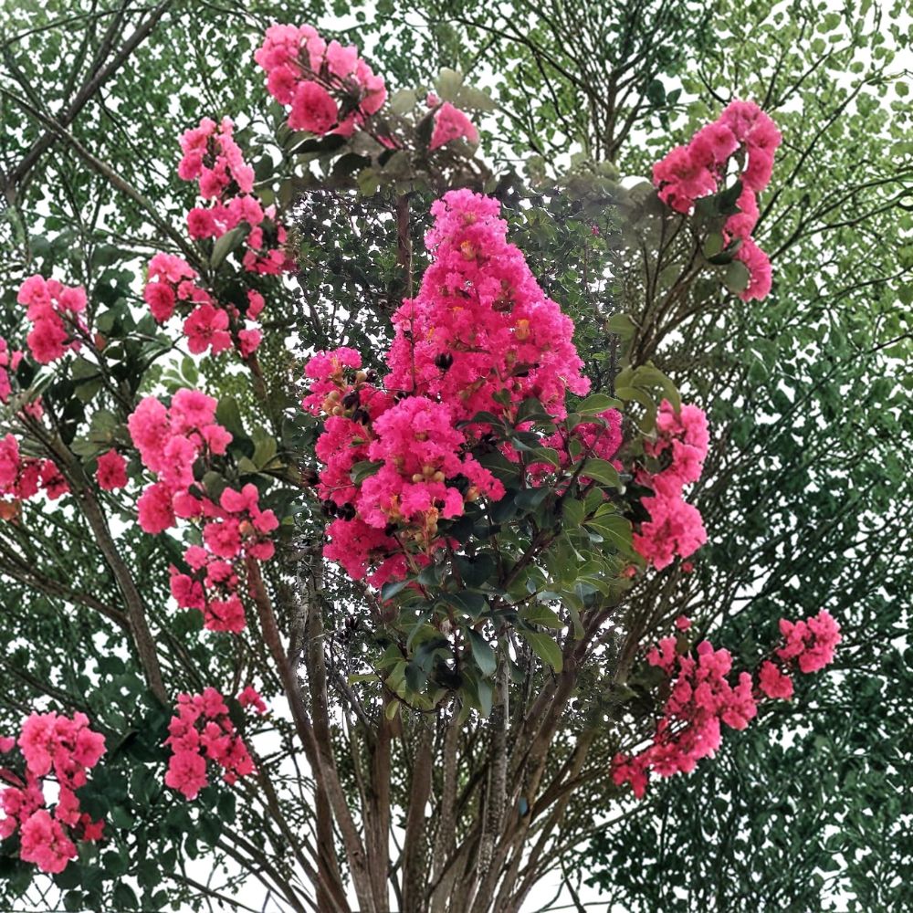 Hot Pink Crape Myrtle Plants – Lagerstroemia indica Live Trees | 2 Rooted Starter Plants 6 Inch | Flowering Shrub Tree | Fast Growing