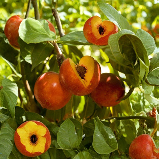 Nectarine ‘Double Delight’ – Prunus persica var. nucipersica Live Tree | 3 Feet Tall | Ships in 3 Gallon Pot  Low Chill Variety | Sweet Freestone Fruit | Stunning Double Pink Blossoms