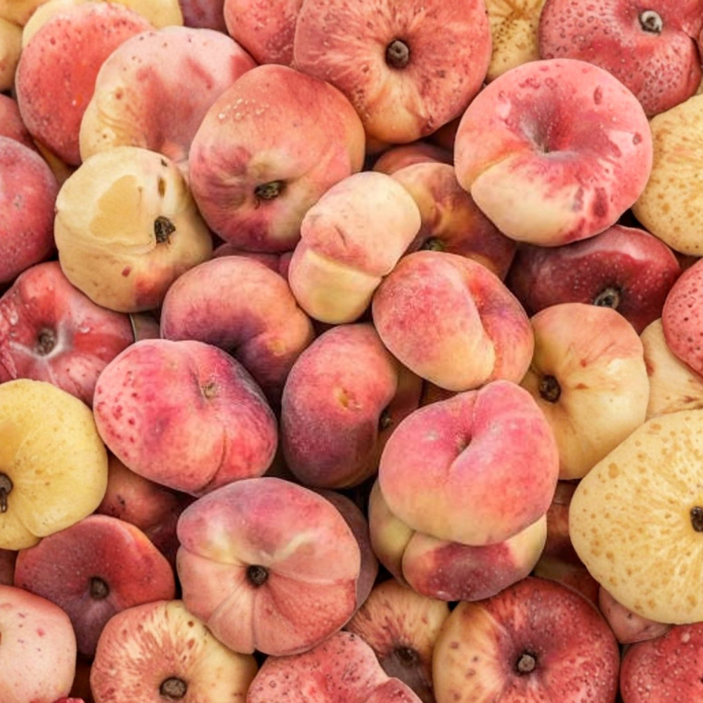 Peach ‘Donut’ – Prunus persica (Flat / Saucer Peach) Live Fruit Tree | 2–3 Feet Tall | Shipped in 3 Gallon Pot  Sweet White Flesh | Unique Flat Shape | Low Chill Variety