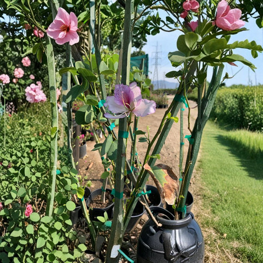 Bauhinia purpurea – Purple Orchid Tree Live Flowering Tree | 2 Feet Tall | Includes 1 Gallon Pot  Light Pink to Orchid Purple Blooms | Tropical Accent | Fast Growing