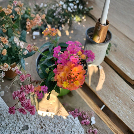 Lantana ‘Rose’ Live Flowering Plant | Shipped in 1 Gallon Pot  Rose Pink Blooms | Heat & Drought Tolerant | Butterfly Favorite