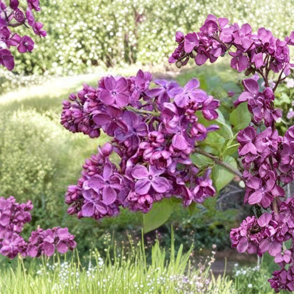 Syringa ‘Agincourt Beauty’ – Lilac Live Starter Plant | 6–10 Inches Tall | Fragrant Deep Violet Blooms | Hardy Spring Flowering Shrub | Cut Flower Favorite
