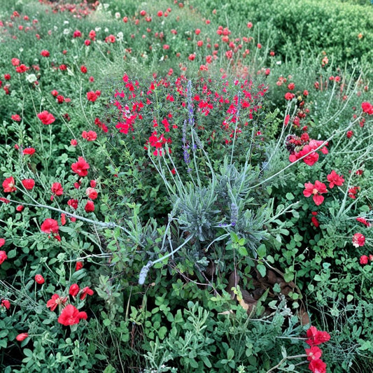 Lavender & Red Autumn Sage Cuttings Combo – 30 Unrooted Cuttings | Organic Butterfly Garden Plants | Pollinator Friendly | Fragrant & Drought Tolerant