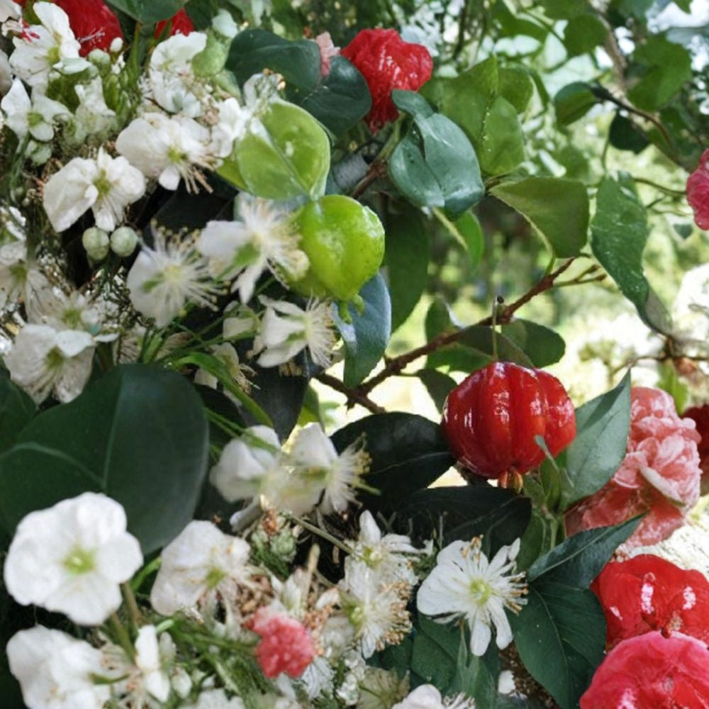 Surinam Cherry – Eugenia uniflora Live Plant | 2–3 Feet Tall | Ships in 3 Gallon Pot  Tropical Cherry | Sweet-Tart Flavor | Evergreen Fruit Shrub