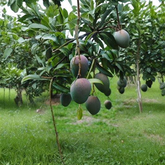 Kent Mango Tree – Mangifera indica Live Grafted Tree | 1–2 Feet Tall | Includes Nursery Pot  Premium Tropical Fruit | Sweet Fiberless Mango | Backyard Orchard Favorite