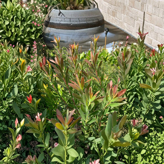 Leucadendron ‘Safari Sunset’ – Leucadendron hybrid Live Evergreen Shrub | 1 Foot Tall | Includes 6" Pot  Bold Red Bracts | Fall & Winter Color | Drought Tolerant