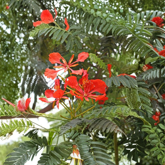 Cây Phượng Vĩ – Flamboyant Tree – Delonix regia Live Tropical Tree | 2–3 Feet Tall | Ships in 3 Gallon Pot  Brilliant Red-Orange Blooms | Fast Growing | Full Sun Lover