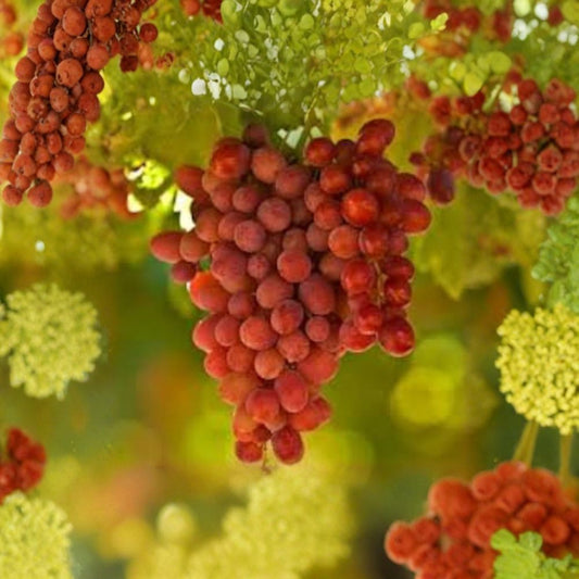 Crimson Seedless Grape – Vitis vinifera Live Vine | 1 Foot Tall | Ships in 6 Inch Pot  Sweet Red Grapes | Seedless Variety | Home Vineyard Favorite