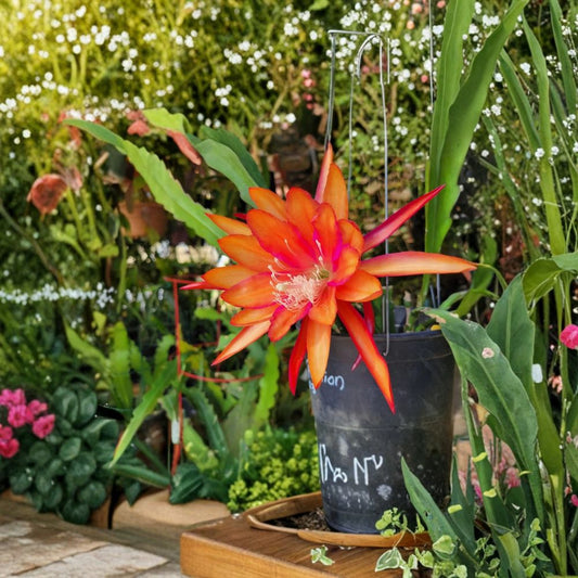 Epiphyllum “Flaming Passion” Cuttings – Orchid Cactus Unrooted | 8–10 Inch Fresh Cuttings | Exotic Blooming Cactus | Shade Loving Tropical Plant