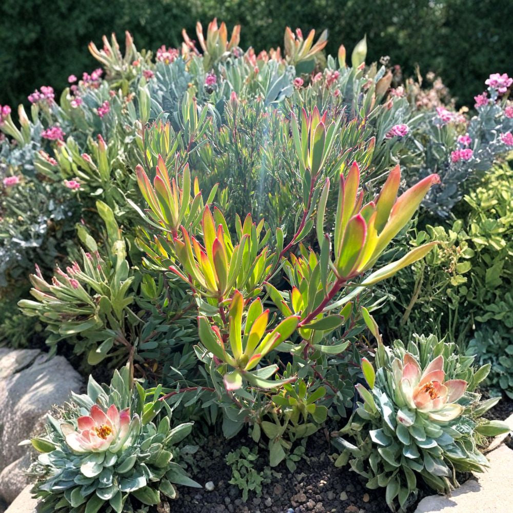 Leucadendron ‘Strawberry Blonde’ – Leucadendron salignum Live Plant | Compact Growth | Includes 6 Inch Nursery Pot  Colorful Foliage Shrub | Drought Tolerant | Cut Flower Favorite