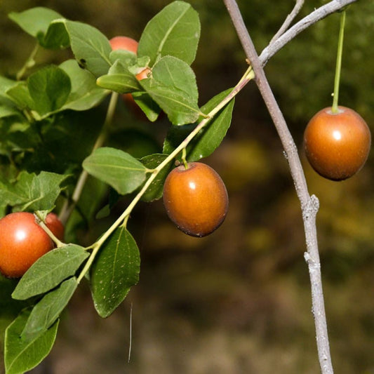 Jujube ‘Sugar Cane’ – Grafted Tree Live Fruit Tree | 1–2 Feet Tall | Shipped in 6 Inch Pot  Extremely Sweet Fruit | Mid-Season Harvest | Hardy & Drought Tolerant