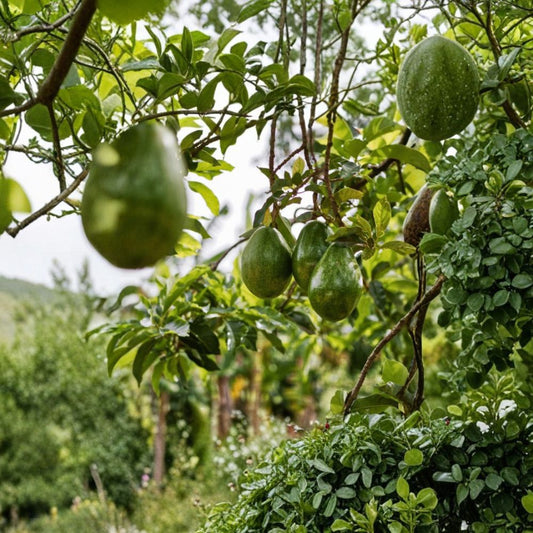 Pinkerton Avocado Tree – Persea americana ‘Pinkerton’ Grafted Premium Tree | 3–4 Feet Tall | Larger Trunk  High Yield Variety | Rich Creamy Flesh | Mid-Season