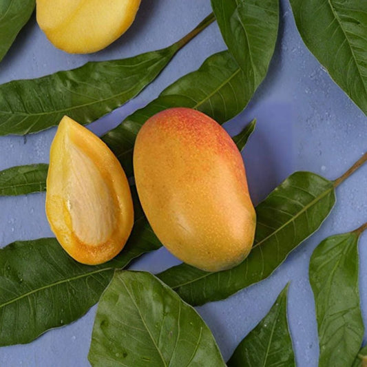 Coconut Cream Mango Tree – Grafted Live Fruit Tree | 1 Foot Tall | Shipped in 6 Inch Pot  Creamy Coconut Flavor | Fiberless Fruit | Premium Patented Variety