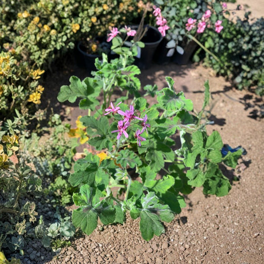 Chocolate Mint Geranium – Pelargonium tomentosum Live Plant | Ships in 1 Gallon Pot | Fragrant Foliage  Minty Aroma | Chocolate Blotched Leaves | Spreading Border Plant