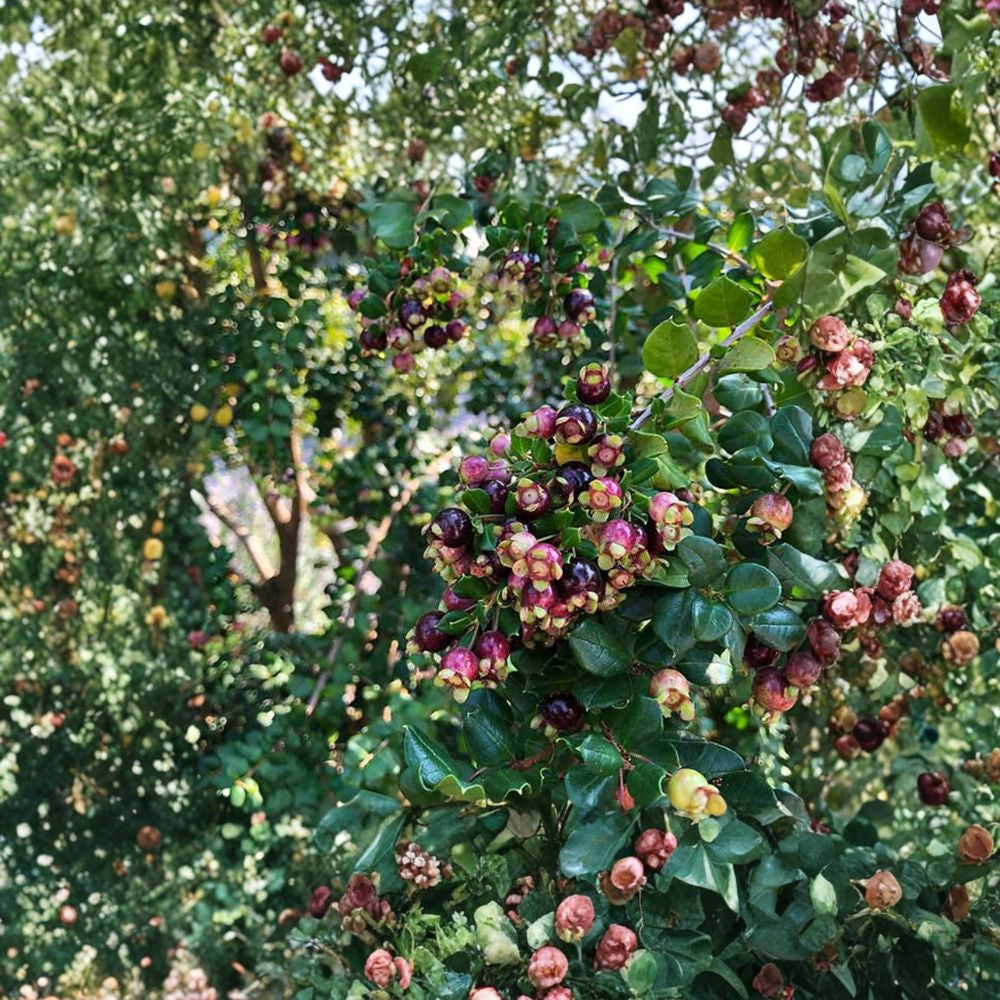 Blueberry Guava – Luma apiculata Live Plant | 1 Foot Tall | Includes 3 Gallon Nursery Pot  Chilean Myrtle | Evergreen Shrub | Fragrant Flowers & Edible Fruit