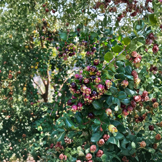 Blueberry Guava – Luma apiculata Live Plant | 1 Foot Tall | Includes 3 Gallon Nursery Pot  Chilean Myrtle | Evergreen Shrub | Fragrant Flowers & Edible Fruit