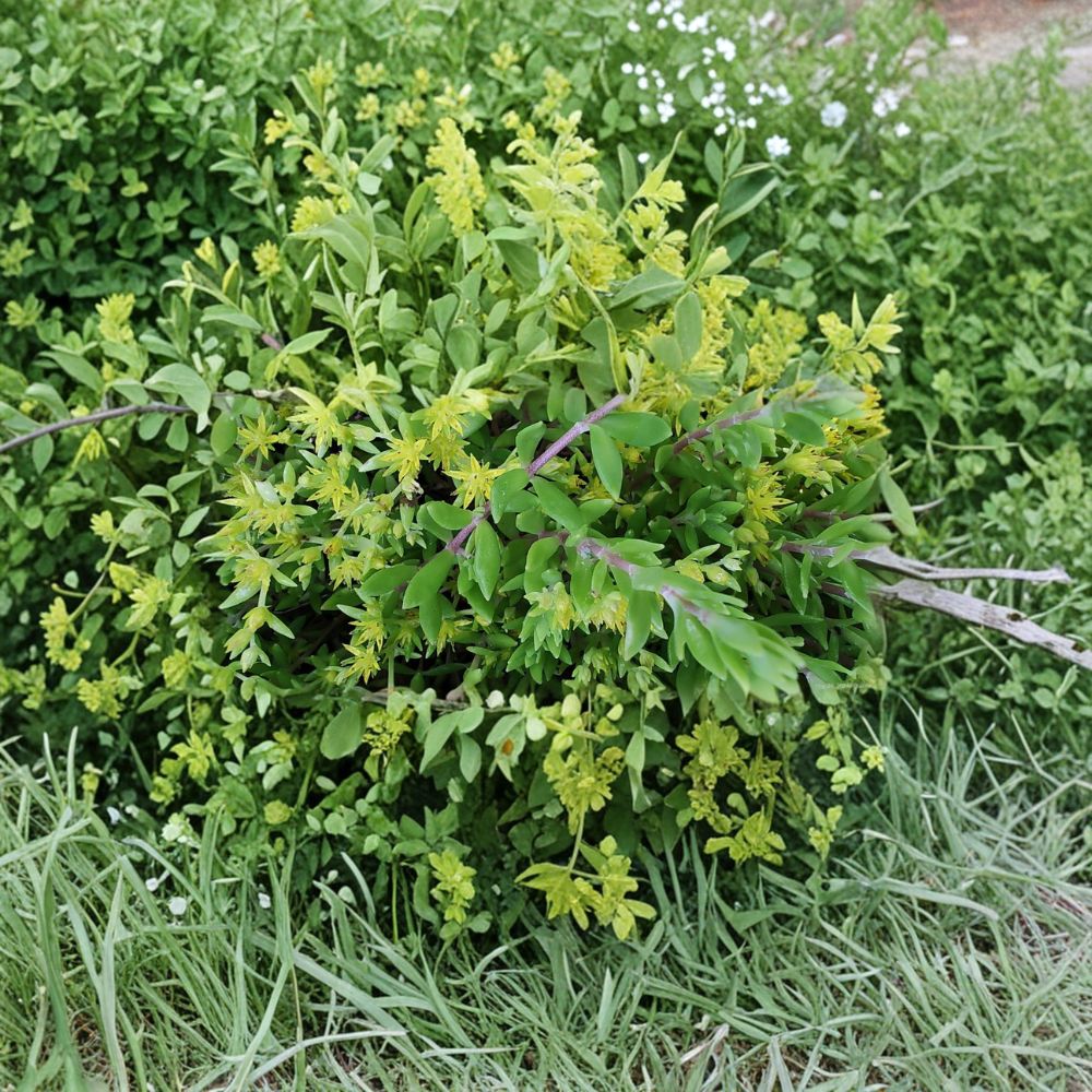 Sedum Sarmentosum Cuttings – 22 Live Creeping Sedum | Fast Growing Ground Cover | Hardy Succulent Perennial | Indoor & Outdoor Easy Plant