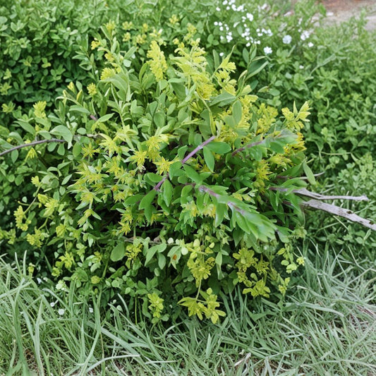 Sedum Sarmentosum Cuttings – 22 Live Creeping Sedum | Fast Growing Ground Cover | Hardy Succulent Perennial | Indoor & Outdoor Easy Plant