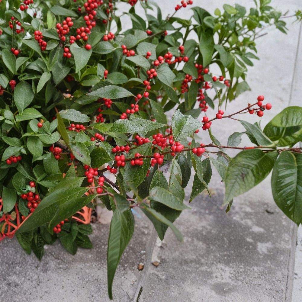 Winterberry Cuttings – Ilex verticillata Live Plant | 5 Pack 6 Inch Unrooted Cuttings | Organic Non-GMO Holly | Berry Producing Shrub | Garden Ready
