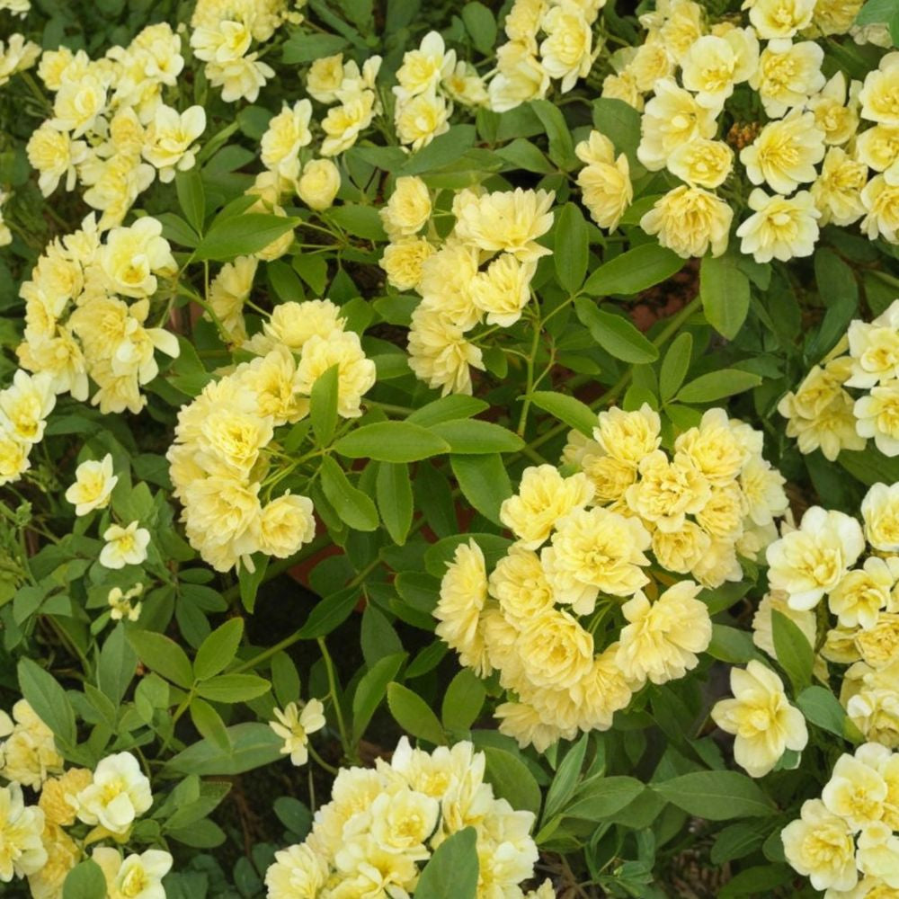 Yellow Lady Banks Rose – Rosa banksiae ‘Lutea’ Live Climbing Rose | 3–4 Feet Tall | Includes 3 Gallon Pot  Soft Yellow Blooms | Thornless Climber | Vigorous Growth