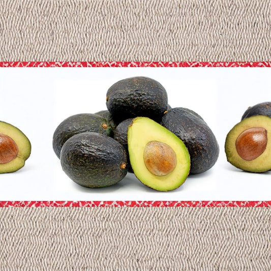 Hass Avocado Tree – Persea americana Live Grafted Tree | 1–2 Feet Tall | Includes 6 Inch Nursery Pot  Creamy Fruit Variety | Self Pollinating | Backyard Orchard Favorite