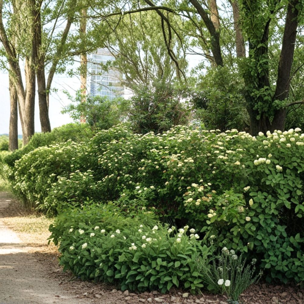 Viburnum dentatum ‘Moonglo’ – Arrowwood Viburnum Live Starter Plant | 8 Inches Tall | Includes Nursery Pot White Spring Blooms | Berry Producing Shrub | Wildlife Friendly