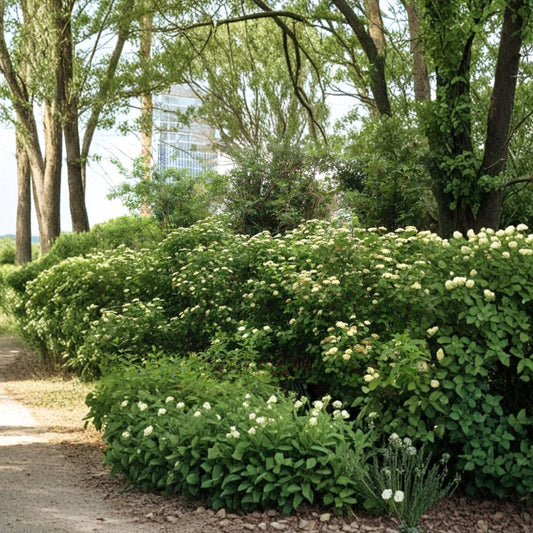 Viburnum dentatum ‘Moonglo’ – Arrowwood Viburnum Live Starter Plant | 8 Inches Tall | Includes Nursery Pot White Spring Blooms | Berry Producing Shrub | Wildlife Friendly