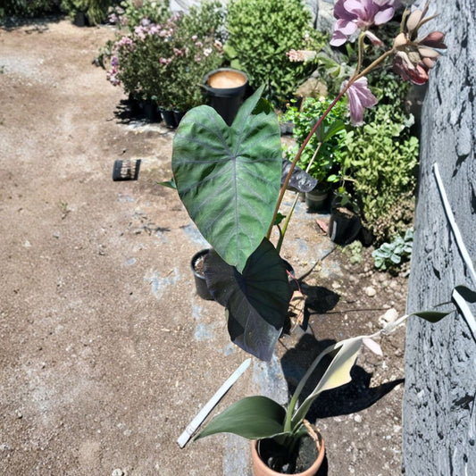 Colocasia ‘Black Magic’ – Colocasia esculenta Live Plant | 1–2 Feet Tall | Ships in 6 Inch Pot  Purple-Black Foliage | Bold Tropical Look | Elephant Ear Plant