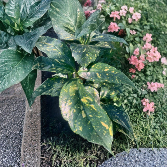 Gold Dust Plant (Aucuba japonica ‘Variegata’) Live Evergreen Shrub | 6–12 Inches Tall | Shipped in 6 Inch Pot  Yellow-Splashed Foliage | Shade Loving | Low Maintenance Landscape Plant