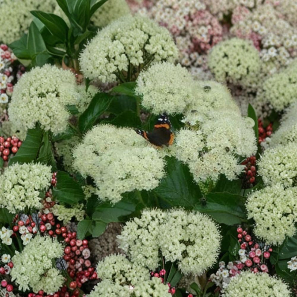 Viburnum dentatum ‘Deamii’ – Arrowwood Viburnum Live Starter Plant | 7 Inches Tall | Includes Nursery Pot White Spring Blooms | Berry Producing Shrub | Wildlife Friendly