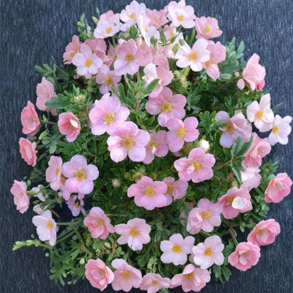 Potentilla ‘Pink Beauty’ – Shrubby Cinquefoil Live Starter Plant | 5–7 Inches Tall | Pink Flowering Shrub | Hardy Compact Garden Plant | Summer Blooms