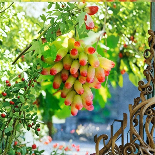 Manicure Finger Grape Cutting – Vitis vinifera Live Plant | 1 Node Unrooted in Rooting Cube | Rare Finger Grape Variety | Sweet Edible Fruit Vine