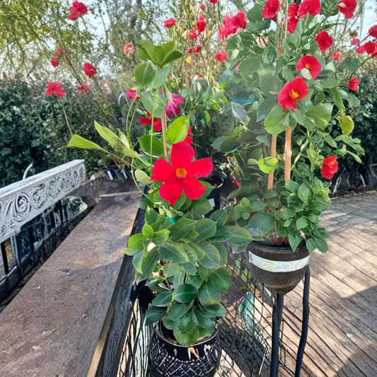Mandevilla ‘Bella Scarlet’ – Mandevilla hybrid Live Plant | 1–2 Feet Tall | Ships in 6 Inch Pot  Brilliant Red Blooms | Tropical Climbing Vine | Patio Favorite