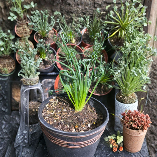Albuca spiralis (Corkscrew Albuca / Frizzle Sizzle) Live Spiral Succulent | 1 Foot Tall | Shipped in 6 Inch Pot  Curly Corkscrew Leaves | Unique Indoor Plant | Easy Care Bulb
