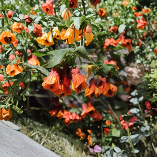 Abutilon ‘Orange Hot Lava’ – Abutilon hybrid Live Flowering Plant | 1–2 Feet Tall | Includes 6" Pot  Fiery Orange Blooms | Heavy Bloomer | Bushy Semi-Vining Habit