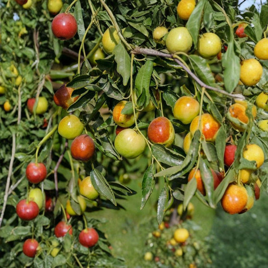 Honey Jar Jujube – Grafted Tree Live Fruit Tree | 2–3 Feet Tall | Shipped in 3 Gallon Pot  Extremely Sweet Fruit | Crisp Apple-Like Texture | Hardy & Heat Tolerant