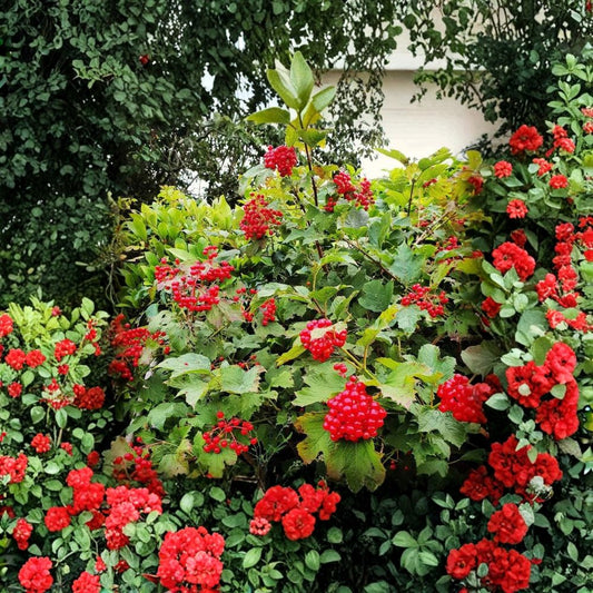 Viburnum Opulus Cuttings – Eastern Snowball “Chervona Kalyna” | 15 Unrooted Cuttings 6–7 Inch | Organic Flowering Shrub | Hardy Garden Favorite