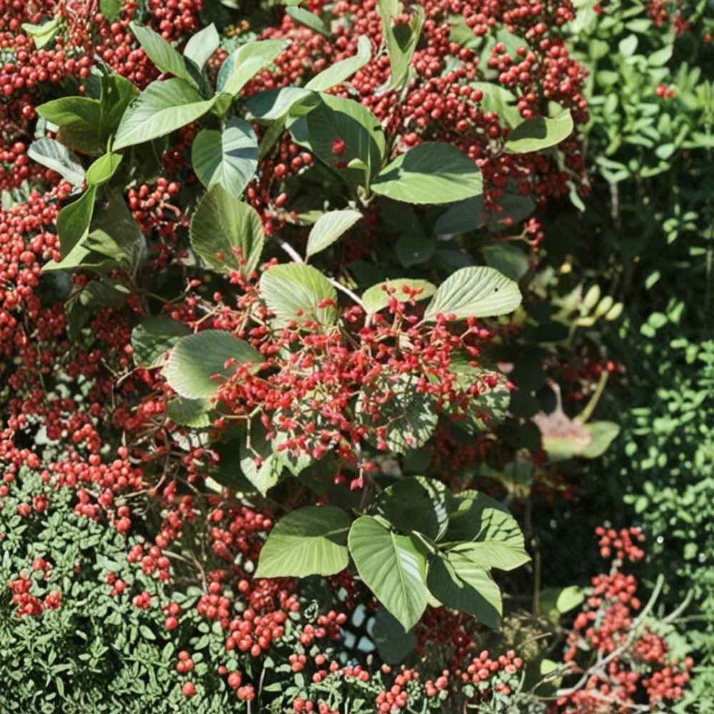 Viburnum ichangense – Live Starter Plant | 7 Inches Tall | Includes Nursery Pot Discounted Plant | White Spring Flowers Red Berries | Hardy Shrub
