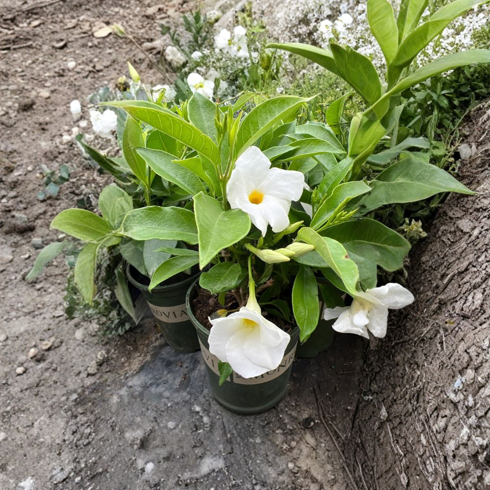 White Mandevilla – Mandevilla hybrid Live Plant | Ships in 1 Gallon Pot | Elegant Flowering Vine  Pure White Blooms | Tropical Climber | Patio & Trellis Plant