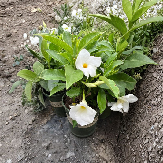 White Mandevilla – Mandevilla hybrid Live Plant | Ships in 1 Gallon Pot | Elegant Flowering Vine  Pure White Blooms | Tropical Climber | Patio & Trellis Plant