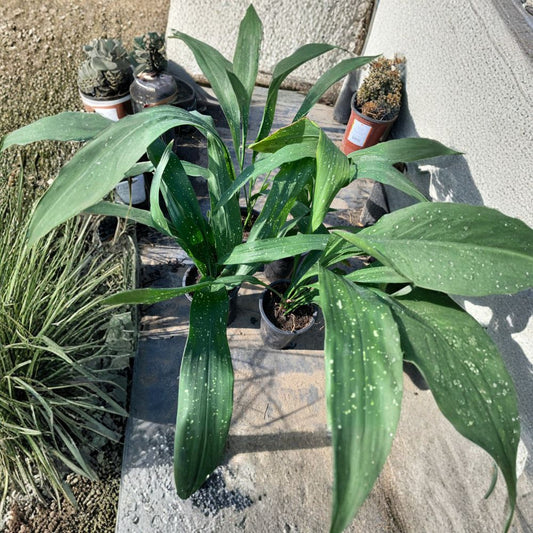 Aspidistra elatior ‘Milky Way’ – Cast Iron Plant Live Plant | 1 Foot Tall | Includes 6 Inch Nursery Pot  Speckled Foliage | Low Light Houseplant | Easy Care Favorite