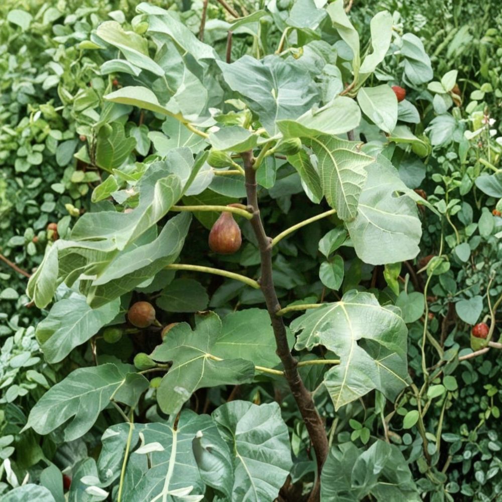 Celeste Fig Tree – Ficus carica Live Starter Plant | 10–16 Inches Tall | Dormant Edible Fruit Plant | Sweet Fig Variety | Hardy Garden Fig