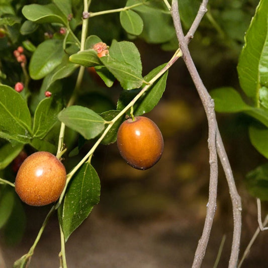 Jujube ‘Sugar Cane’ – Grafted Tree Live Fruit Tree | 4 Feet Tall | Shipped in 3 Gallon Pot  Extremely Sweet Fruit | Bigger Trunk | Premium Established Tree